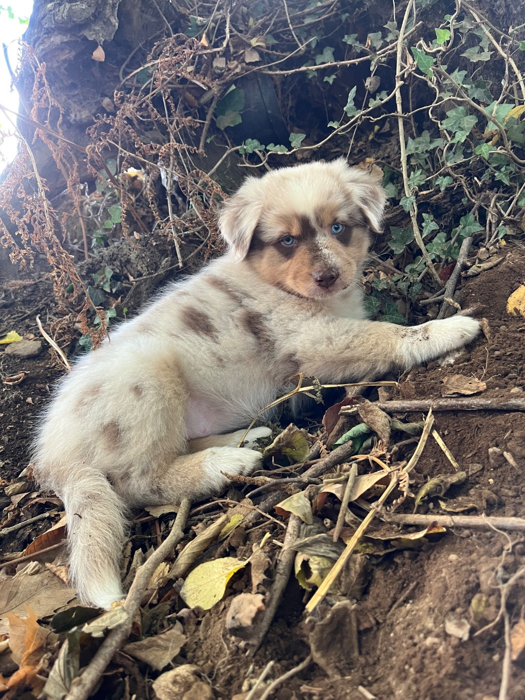 Des Vagues De Tendresse - Chiots disponibles - Berger Australien