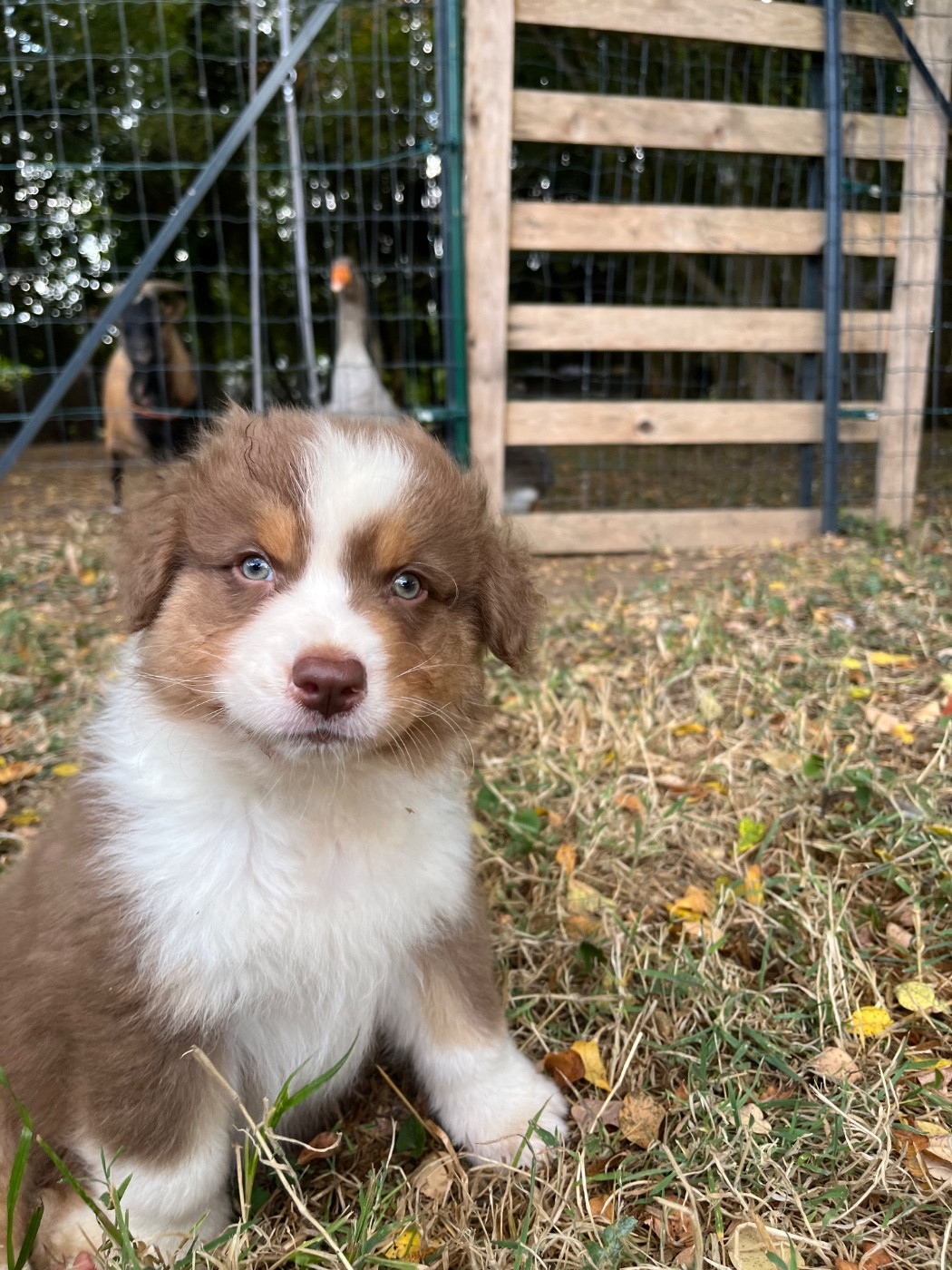 Des Vagues De Tendresse - Chiots disponibles - Berger Australien