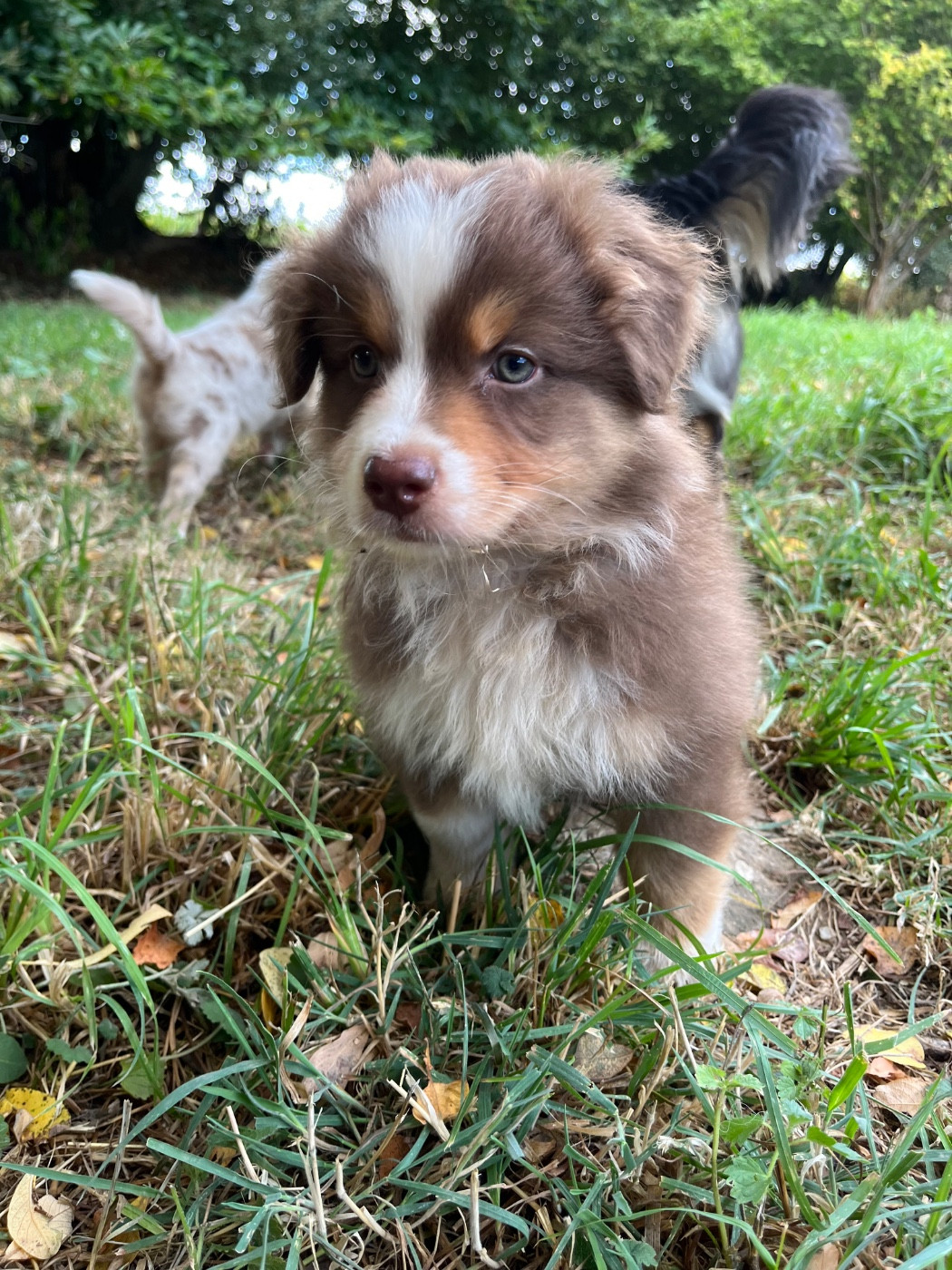 Des Vagues De Tendresse - Chiots disponibles - Berger Australien