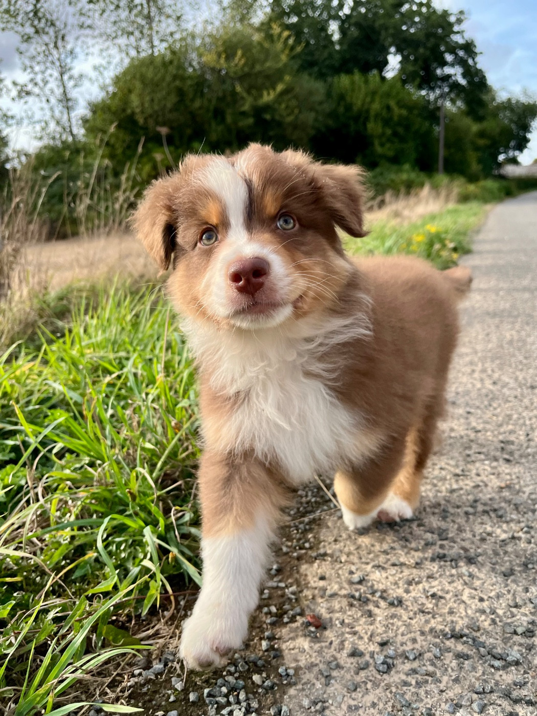 Des Vagues De Tendresse - Chiots disponibles - Berger Australien