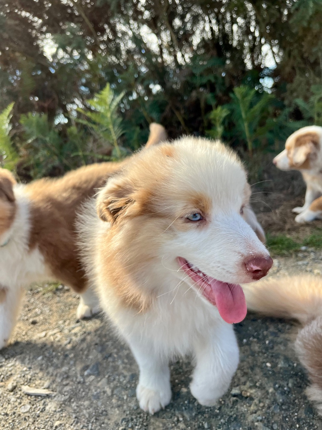 Des Vagues De Tendresse - Chiots disponibles - Berger Australien