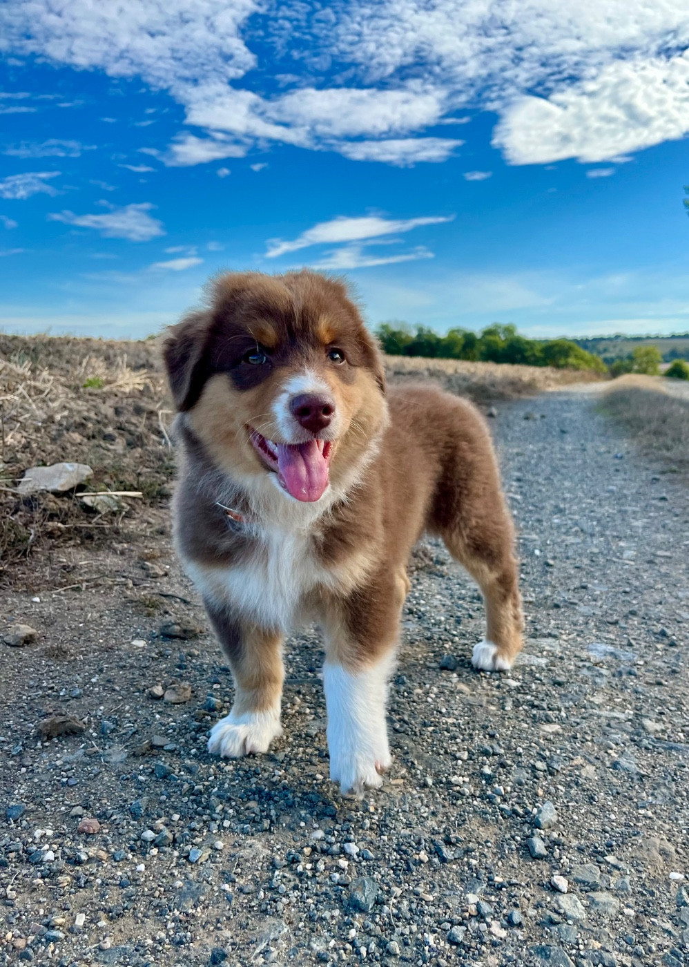 Des Vagues De Tendresse - Chiots disponibles - Berger Australien