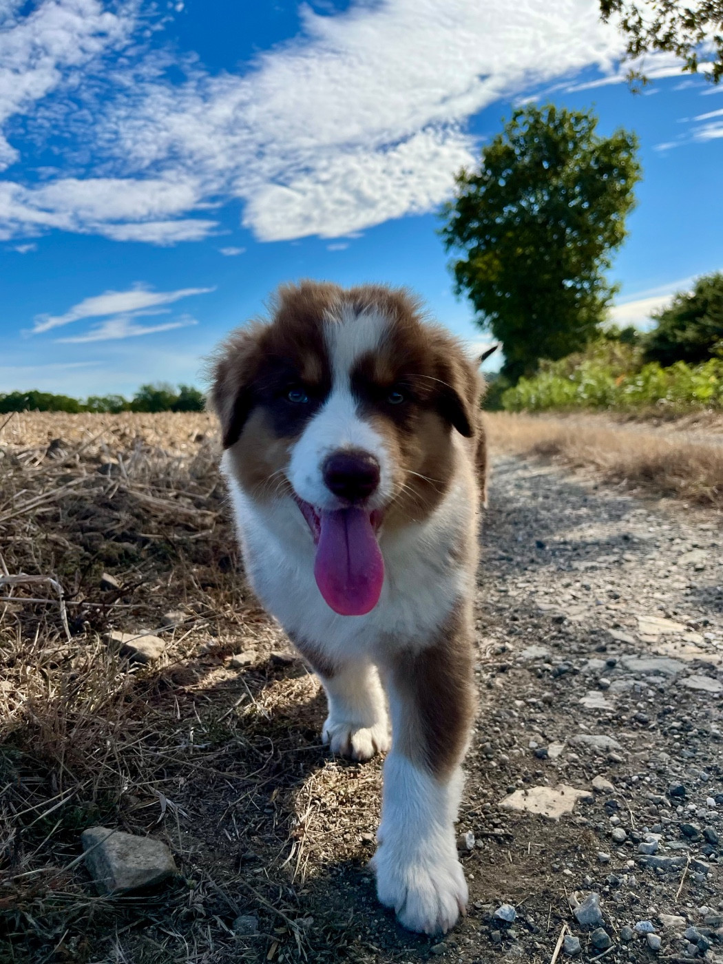 Des Vagues De Tendresse - Chiots disponibles - Berger Australien