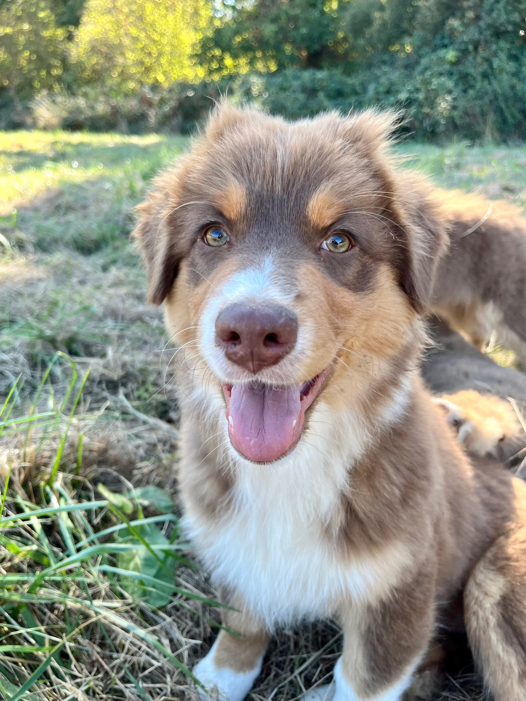 Des Vagues De Tendresse - Chiots disponibles - Berger Australien