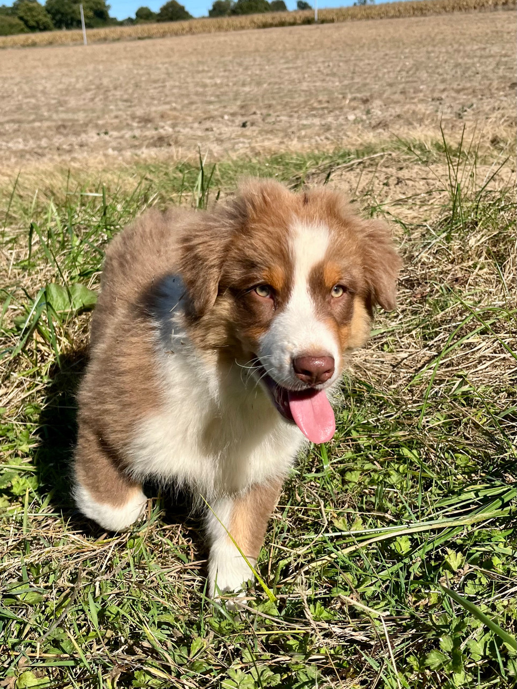 Des Vagues De Tendresse - Chiots disponibles - Berger Australien