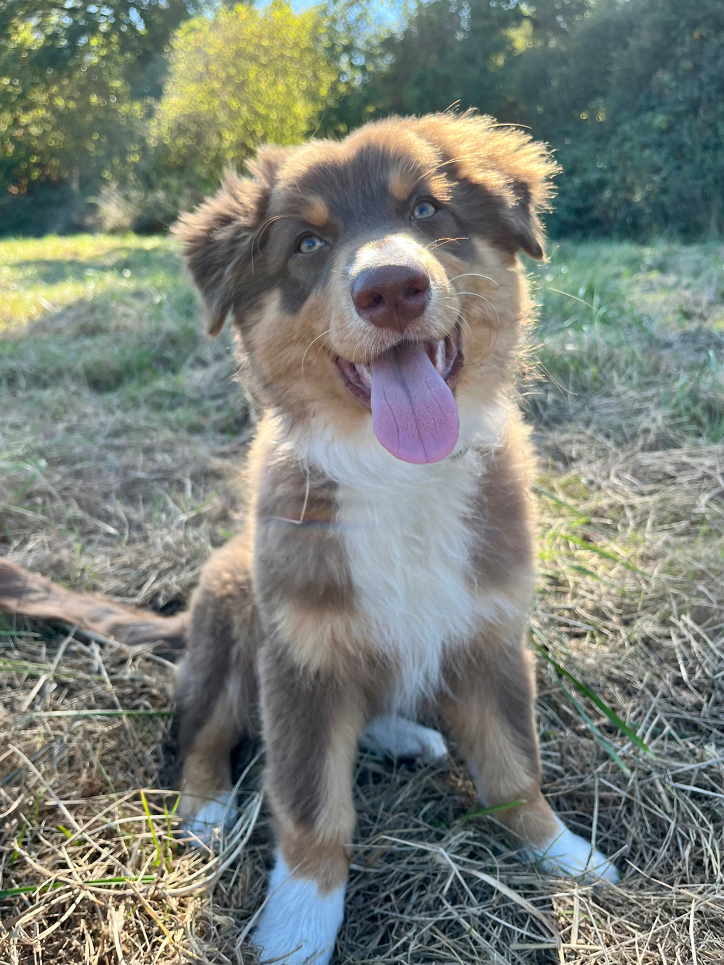 Des Vagues De Tendresse - Chiots disponibles - Berger Australien