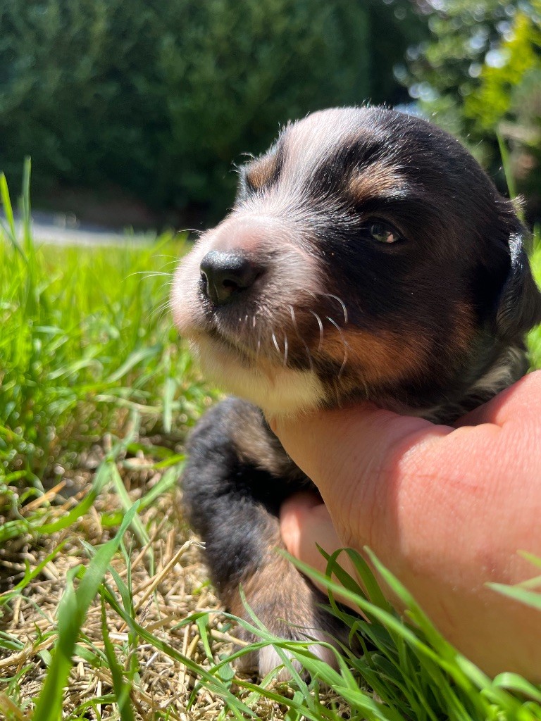 Des Vagues De Tendresse - Chiots disponibles - Berger Américain Miniature 