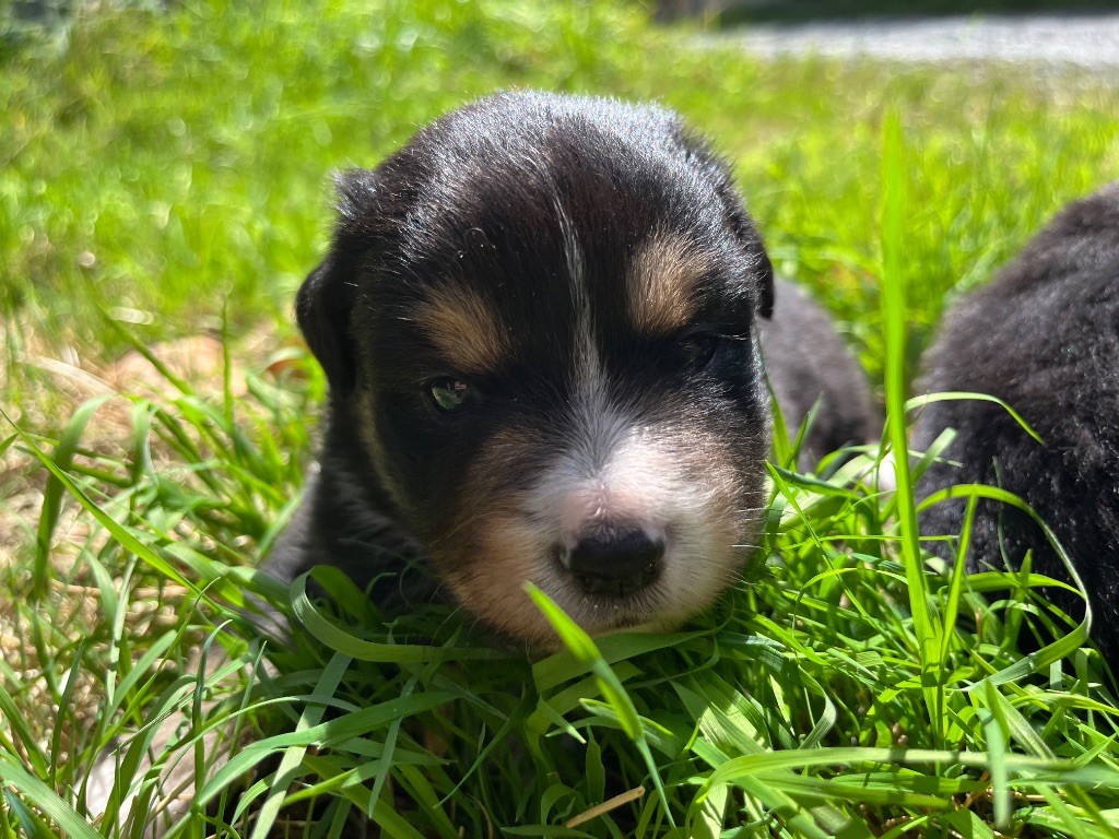 Des Vagues De Tendresse - Chiots disponibles - Berger Américain Miniature 