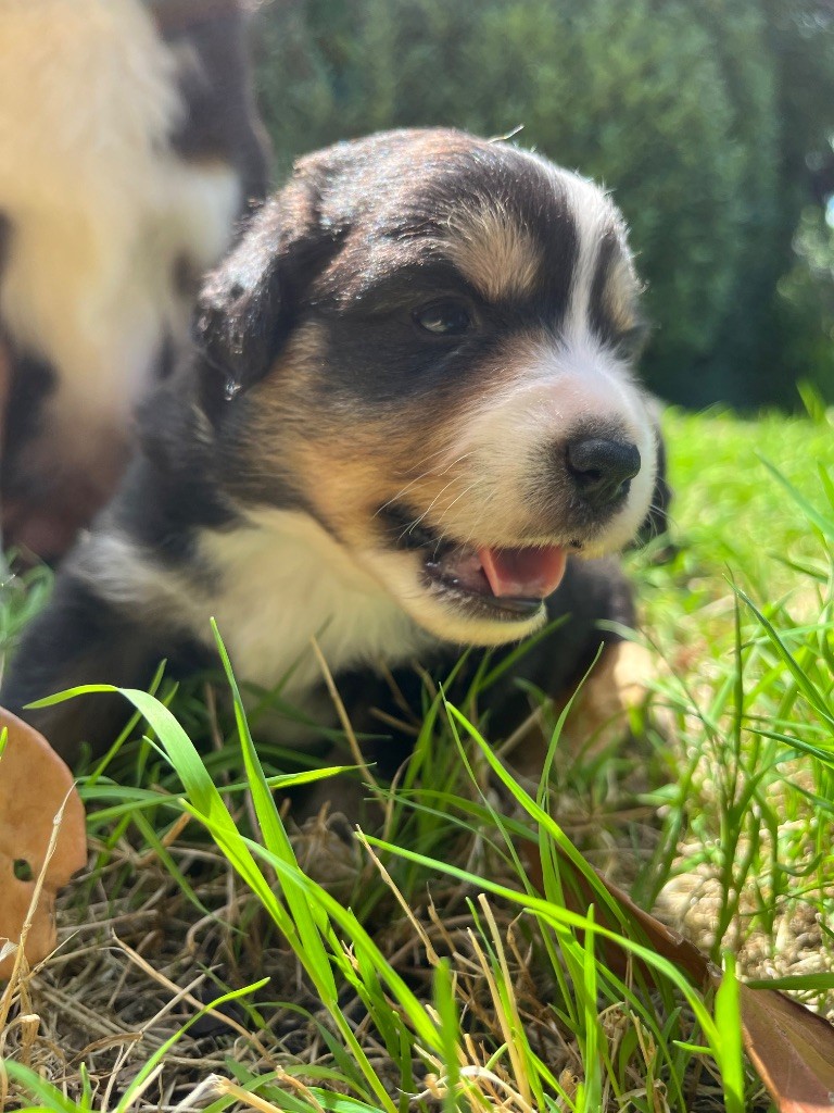 Des Vagues De Tendresse - Chiots disponibles - Berger Américain Miniature 