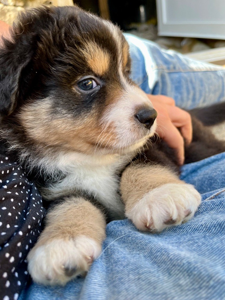 Des Vagues De Tendresse - Chiots disponibles - Berger Américain Miniature 