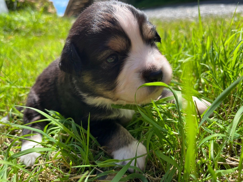 Des Vagues De Tendresse - Chiots disponibles - Berger Américain Miniature 